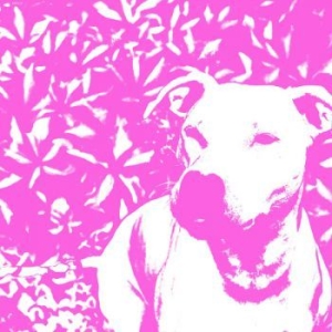 Jenna And The Pups & Hirs Collectiv - Split i gruppen VINYL / Rock hos Bengans Skivbutik AB (3841411)