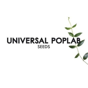 Universal Poplab - Seeds i gruppen VI TIPSAR / Lagerrea / CD REA / CD POP hos Bengans Skivbutik AB (674055)