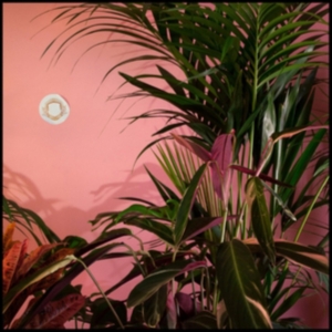 Beaty Heart - Mixed Blessings i gruppen ÖVRIGT / Övrigt / aub hos Bengans Skivbutik AB (1049644)