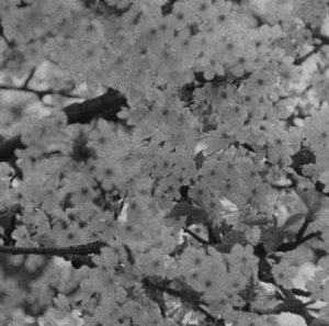 Blandade Artister - Hff Vol. 1 i gruppen VINYL / Pop hos Bengans Skivbutik AB (1100080)