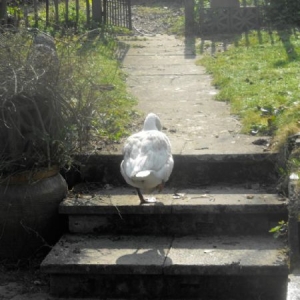 Pilote - Slowdown: Epilogue i gruppen CD / Pop hos Bengans Skivbutik AB (1136898)