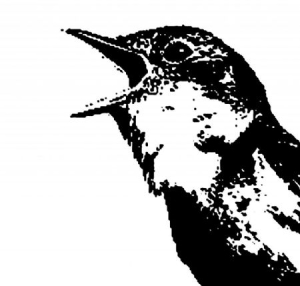 Blandade Artister - Nightingale Variations i gruppen CD / Pop hos Bengans Skivbutik AB (1152252)