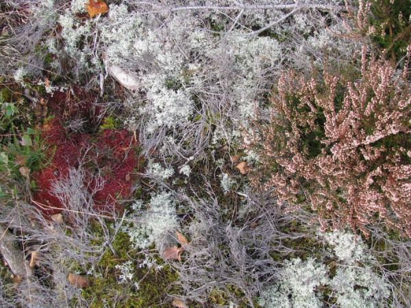 Fursaxa - Mycorrhizae Realm i gruppen CD / Toppsäljare hos Bengans Skivbutik AB (1171964)
