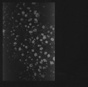 Motorama - Poverty i gruppen CD / Pop-Rock hos Bengans Skivbutik AB (1189080)