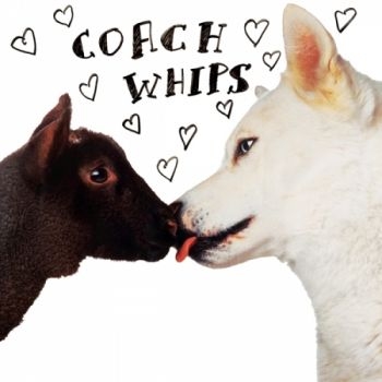 Coachwhips - Bangers Vs Fuckers i gruppen VINYL / Rock hos Bengans Skivbutik AB (1270753)