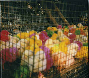 Grounders - Grounders i gruppen CD / Pop-Rock hos Bengans Skivbutik AB (1334796)