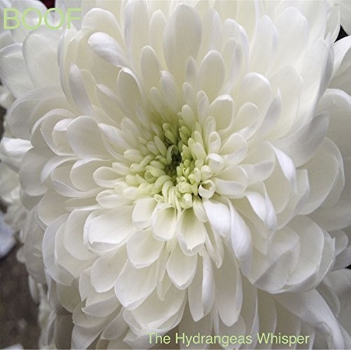 Boof - Hydrangeas Whisper i gruppen ÖVRIGT / Övrigt / aub hos Bengans Skivbutik AB (1335180)