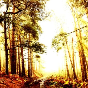 Early Mammal - Take A Lover i gruppen VINYL / Rock hos Bengans Skivbutik AB (1554271)