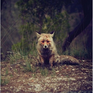 Winterpills - Love Songs i gruppen CD / Pop-Rock hos Bengans Skivbutik AB (1842356)