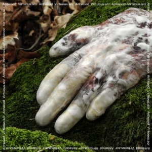 Antwood - Virtuous.Scr. i gruppen VINYL / Pop hos Bengans Skivbutik AB (1910057)