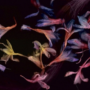 Collier David - Smacht i gruppen VINYL / Pop hos Bengans Skivbutik AB (2042458)