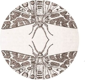 Jute Gyte - Sparrow i gruppen VINYL / Rock hos Bengans Skivbutik AB (2400200)