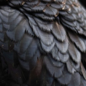 Ex People - Bird i gruppen CD / Rock hos Bengans Skivbutik AB (2437236)