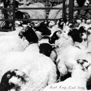 Girl Ray - Earl Grey i gruppen CD / Pop-Rock hos Bengans Skivbutik AB (2465391)