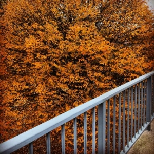 Cobby & Litten - Boothferry i gruppen VINYL / Pop hos Bengans Skivbutik AB (2520047)