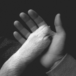 Jaws Of Love - Tasha Sits Close To The Piano i gruppen VINYL / Pop-Rock hos Bengans Skivbutik AB (2543499)