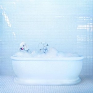 Frankie Cosmos - Vessel i gruppen VINYL / Pop-Rock hos Bengans Skivbutik AB (3084310)
