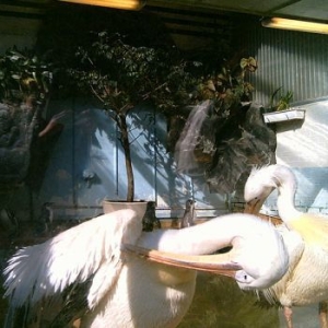 Agent Blå - Medium Rare i gruppen VINYL / Pop-Rock hos Bengans Skivbutik AB (3235386)