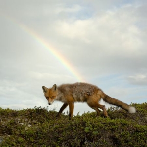 Meek Buck - Buck Meek i gruppen CD / Pop-Rock hos Bengans Skivbutik AB (3264415)