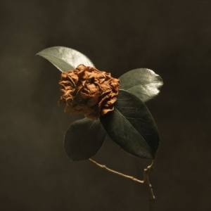 St. Paul & The Broken Bones - Young Sick Camellia i gruppen VINYL / Nyheter / Pop hos Bengans Skivbutik AB (3302163)