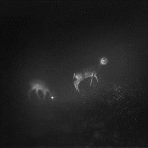 Bliss Signal - Bliss Signal i gruppen CD / Pop-Rock hos Bengans Skivbutik AB (3306648)