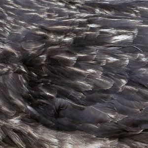 Årstidir - Årstidir (Ltd Vinyl Coloured) i gruppen VINYL / Pop-Rock hos Bengans Skivbutik AB (3497817)