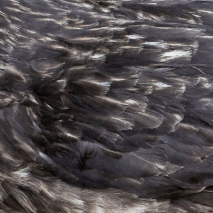 Årstidir - Årstidir i gruppen CD / Pop-Rock hos Bengans Skivbutik AB (3497838)