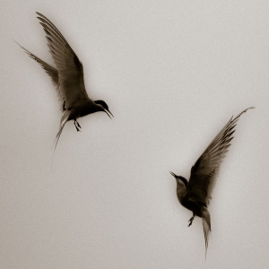 Red Mecca - Every1's A Winner i gruppen VINYL / Dance-Techno hos Bengans Skivbutik AB (3596654)