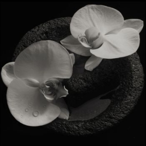 Patton Mike & Jean-Claude Vannier - Corpse Flower i gruppen CD / Rock hos Bengans Skivbutik AB (3633680)