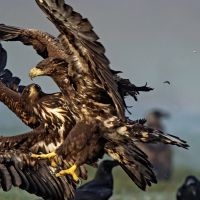 Penniless - X i gruppen CD / Finsk Musik,Pop-Rock hos Bengans Skivbutik AB (3705864)