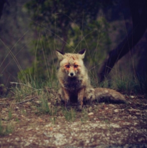 Winterpills - Love Songs i gruppen ÖVRIGT / Övrigt / aub hos Bengans Skivbutik AB (3744361)