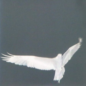 Bardo Pond - Adrop / Circuit Viii i gruppen VINYL / Rock hos Bengans Skivbutik AB (3746543)