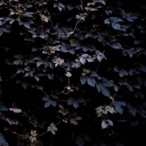 Vallera Michael - Vivid Flu i gruppen ÖVRIGT / Övrigt / aub hos Bengans Skivbutik AB (3830307)