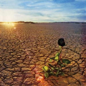 Souther Jd - Black Rose i gruppen VINYL / Pop-Rock hos Bengans Skivbutik AB (3900353)