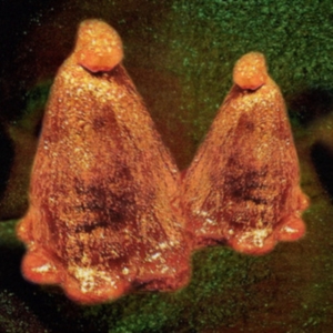 Black To Comm - Oocyte Oil & Stolen Androgens i gruppen CD / Pop-Rock hos Bengans Skivbutik AB (3905510)