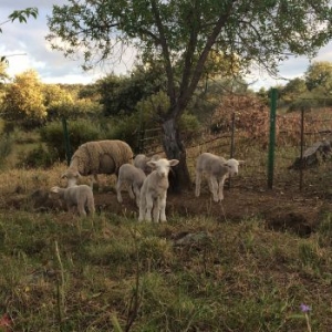 Foster Josephine - No Harm Done i gruppen CD / Pop-Rock hos Bengans Skivbutik AB (3910924)