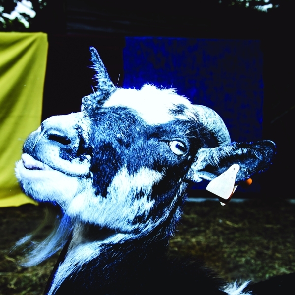 Barely Autumn - Day Trip To The Petting Zoo i gruppen VINYL / Toppsäljare hos Bengans Skivbutik AB (3927885)