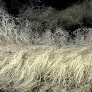 Bauchet Lyonel - Diver i gruppen CD / Pop-Rock hos Bengans Skivbutik AB (4036683)