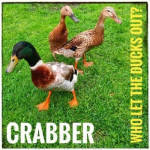 Crabber - Who Let The Ducks Out? i gruppen CD / Rock hos Bengans Skivbutik AB (4077055)
