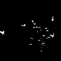 Wow - Falene i gruppen VINYL / Pop-Rock hos Bengans Skivbutik AB (4101568)