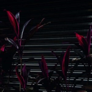 Fine Place - This New Heaven i gruppen VINYL / Pop-Rock hos Bengans Skivbutik AB (4113219)