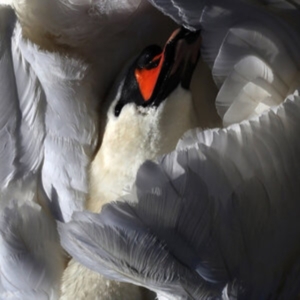 Wild Terrier Orchestra - Even The Chimera i gruppen VINYL / Dance-Techno hos Bengans Skivbutik AB (4139599)