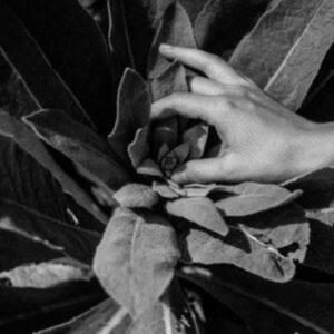 Nanook Of The North - Heide i gruppen CD / Pop-Rock hos Bengans Skivbutik AB (4164555)