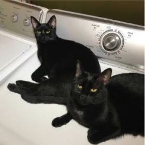 Prekop Sam & John Mcentire - Sons Of i gruppen CD / Pop-Rock hos Bengans Skivbutik AB (4170586)