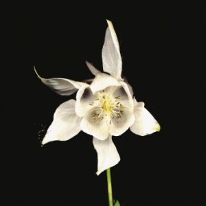 Fridge - Happiness (Anniversary Edition) i gruppen CD / Pop-Rock hos Bengans Skivbutik AB (4254704)