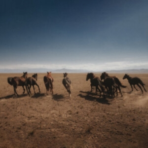 Dan Shake - Verde i gruppen VINYL / Pop-Rock hos Bengans Skivbutik AB (4256009)