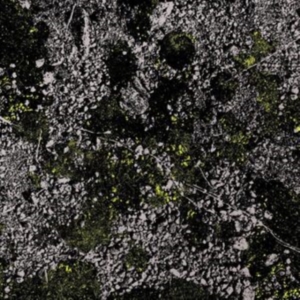 King Gizzard & The Lizard Wizard - Infest The Rats Nest (Live At Red R i gruppen VINYL / Pop-Rock hos Bengans Skivbutik AB (4287754)