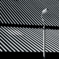 Craven Faults - Erratics & Unconformities i gruppen VINYL / Pop-Rock hos Bengans Skivbutik AB (4295882)