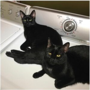 Prekop Sam & John Mcentire - Sons Of i gruppen VINYL / Pop-Rock hos Bengans Skivbutik AB (4296260)