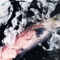 Jessika Kenney & Eyvind Kang - Azure i gruppen VINYL / Pop hos Bengans Skivbutik AB (4313375)